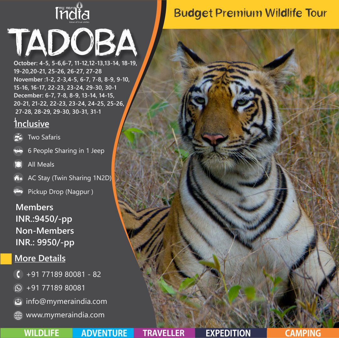 Tadoba Budget Premium Wildlife Tour