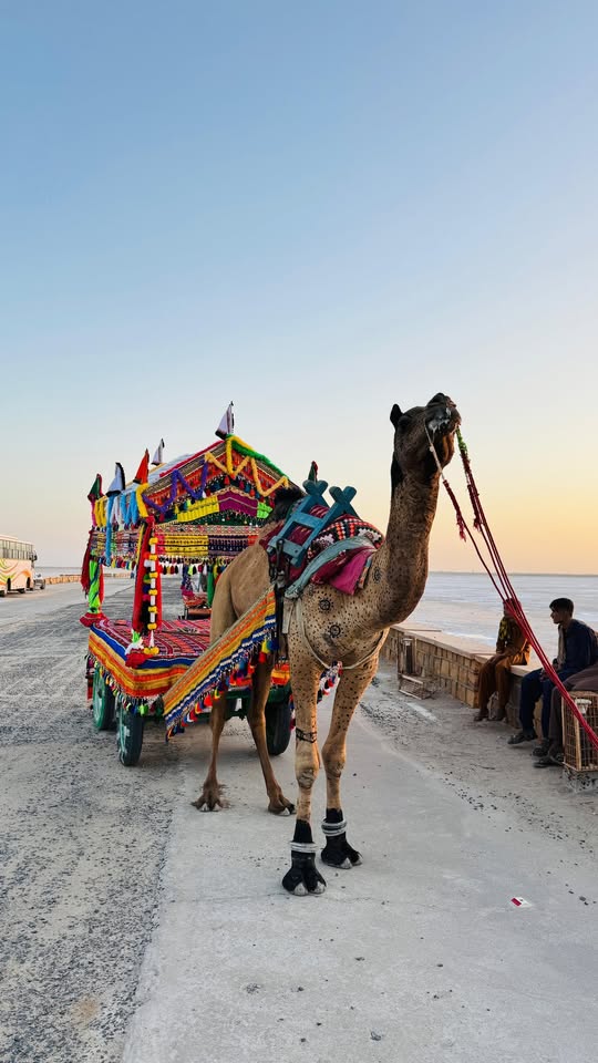 Colorful camel cart on a scenic roadside.