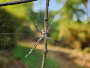 Spider on web with green blurred background.