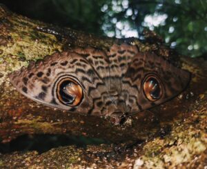 Butterfly with eye-like patterns on its wings.