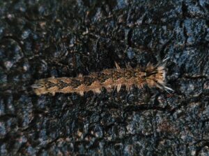 Furry caterpillar on tree bark close-up