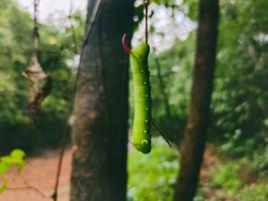 Bright green caterpillar hanging on tree branch