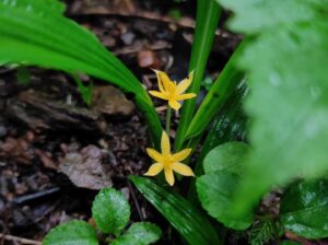 Yellow wildflower with green leaves in forest setting