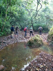 Group hiking through lush green forest with stream