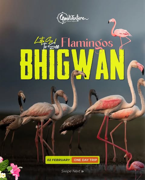 Bhigwan flamingos day trip promotion.