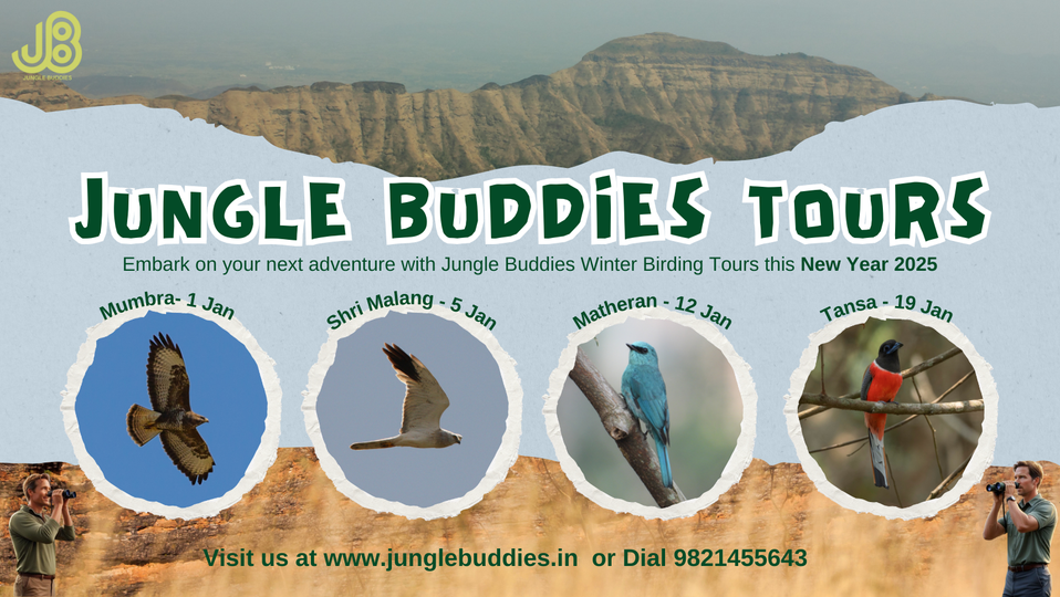 Jungle Buddies Winter Birding Tours 2025 flyer