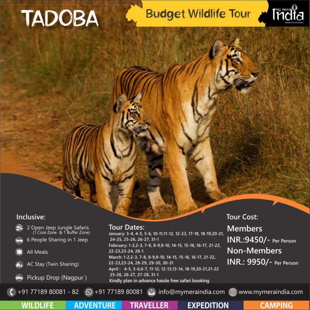 Tadoba wildlife tour poster with tigers and details.