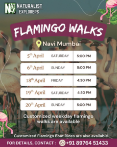 Flamingo walks in Navi Mumbai, April dates and times.