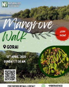 Mangrove walk event in Gorai, April 2025.