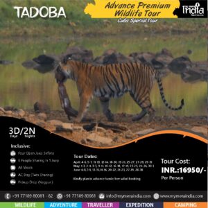 Tiger near water, Tadoba wildlife tour promotion.