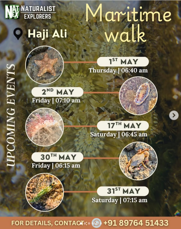 Maritime walk event dates and times at Haji Ali.