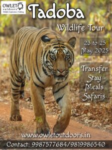 Tiger walking during Tadoba wildlife tour.