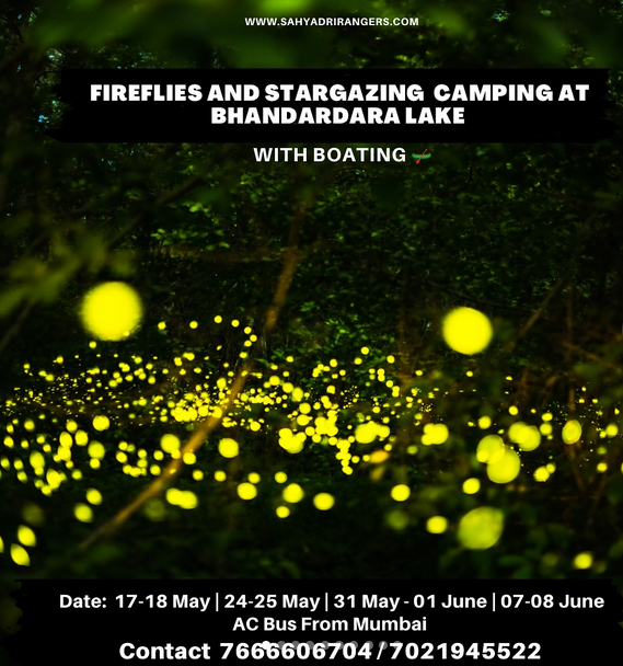 Fireflies and stargazing camping at Bhandardara Lake, boating.