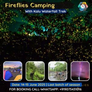 fireflies camping at malshej ghat