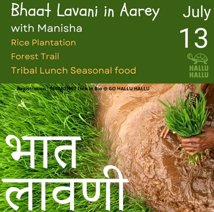 Bhaat Lavani rice planting event in Aarey, July 13.