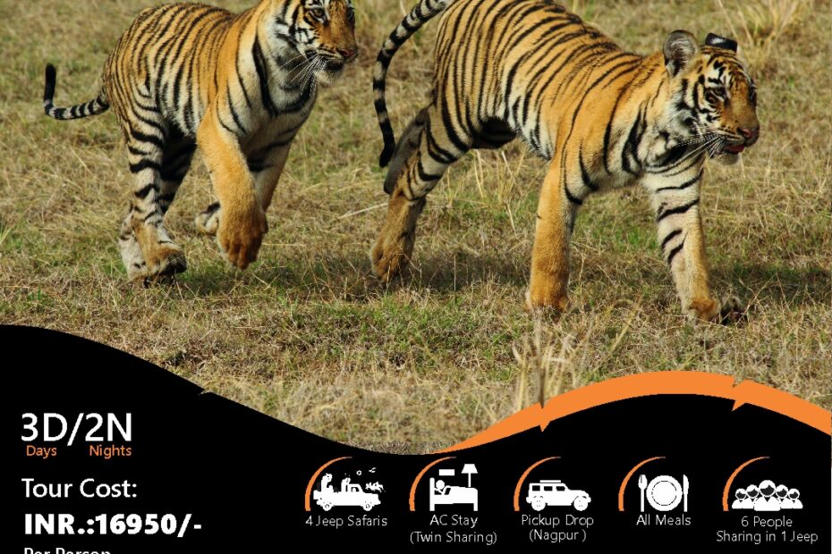Tadoba Wildlife Tour with Tigers, Safaris, and Accommodations