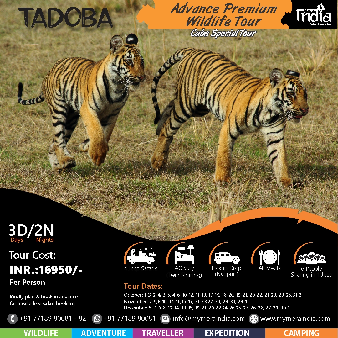 Tadoba Advance Premium Wildlife Tour Tadoba Wildlife Tour with Tigers, Safaris, and Accommodations