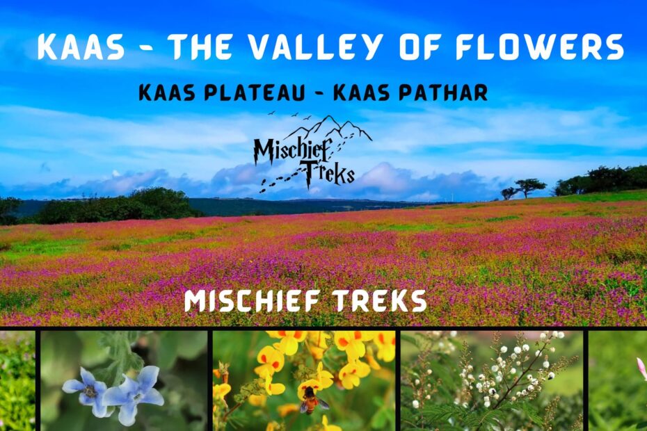 Kaas Plateau vibrant flower field, Mischief Treks guide.