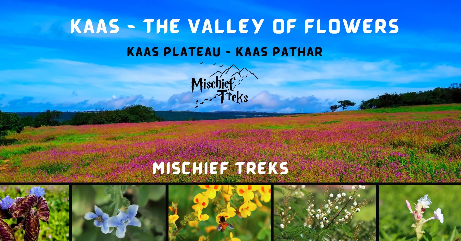 Kaas Plateau vibrant flower field, Mischief Treks guide.