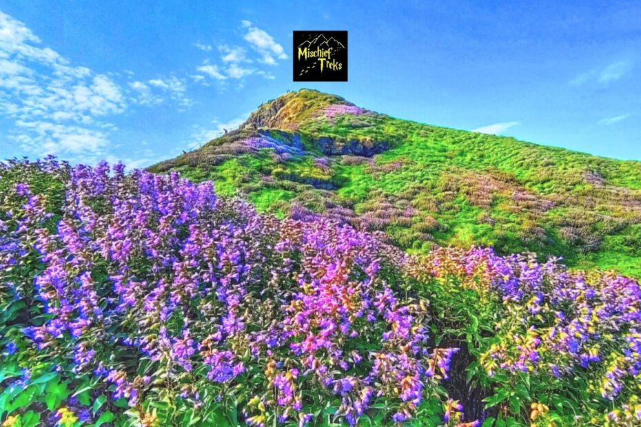 Vibrant purple flowers on lush green hillside.