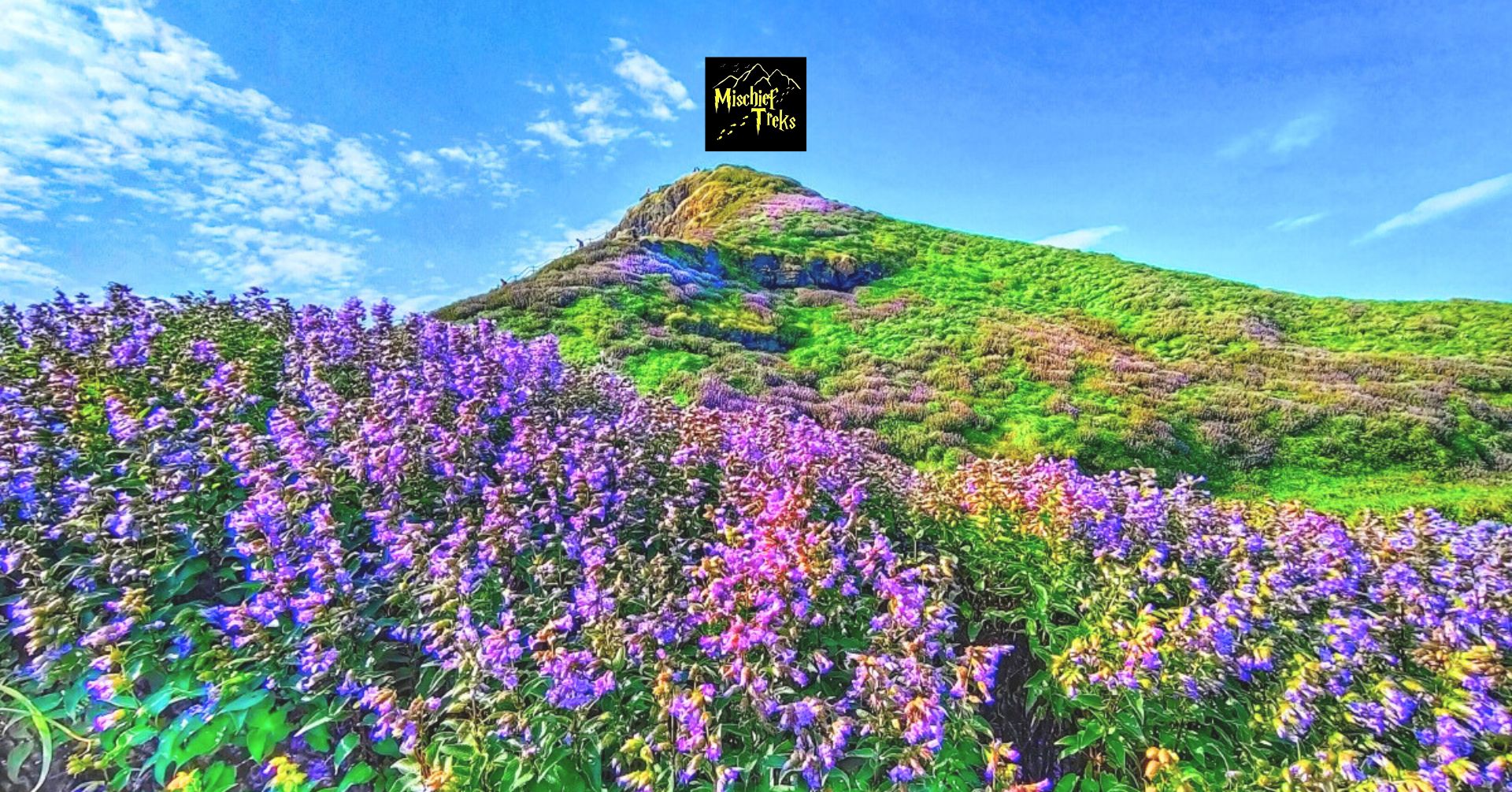 Vibrant purple flowers on lush green hillside.