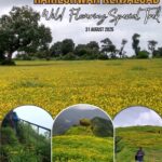 Raireshwar Kenjalgad trek, yellow flowers, August 2025