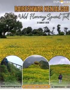 Raireshwar Kenjalgad trek, yellow flowers, August 2025