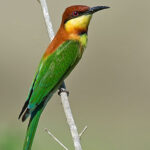 Colorful bird perching on a branch