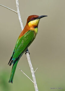 Colorful bird perching on a branch