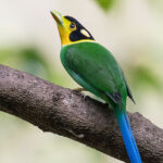Colorful bird perched on tree branch.