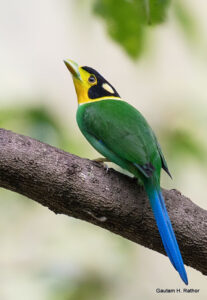 Colorful bird perched on tree branch.
