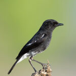 Black-and-white bird perched on a branch.