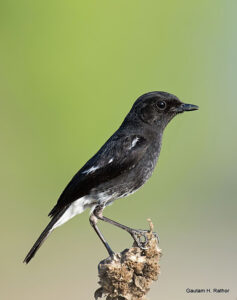 Black-and-white bird perched on a branch.