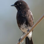 Black phoebe perched on a thin branch