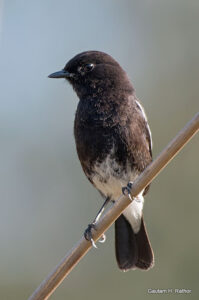 Black phoebe perched on a thin branch