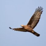 Eagle soaring in clear blue sky