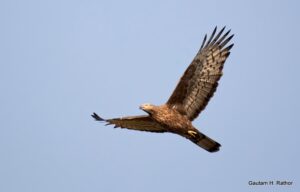 Eagle soaring in clear blue sky