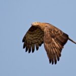 Eagle soaring in clear blue sky