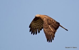Eagle soaring in clear blue sky