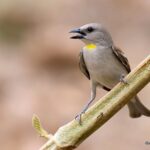 Yellow-throated bird perched on a branch.