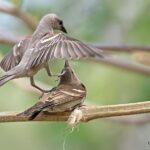 Two birds perched on branch, one with wings spread.