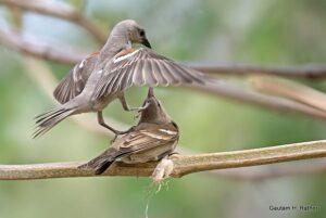 Two birds perched on branch, one with wings spread.