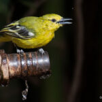 Yellow bird drinking water from a pipe