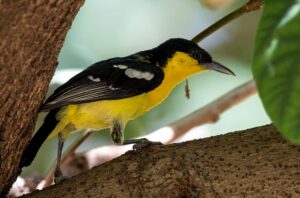 Yellow and black bird on a tree branch