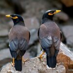 Two myna birds perched on a rock.