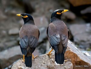 Two myna birds perched on a rock.