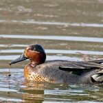 Duck swimming in pond with rippling water