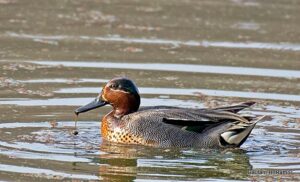 Duck swimming in pond with rippling water