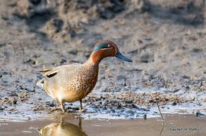 Duck wading through muddy water.