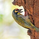 Colorful woodpecker perched on tree trunk.